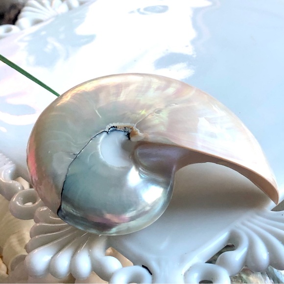 New! Last one! Natural Polished White Nautilus Seashell Barrett - Picture 3 of 6